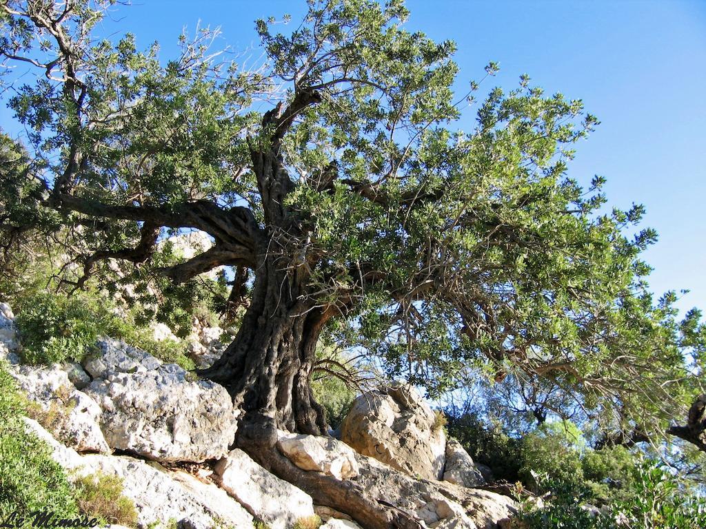 Appartamenti Le Mimose Santa Maria Navarrese Quarto foto